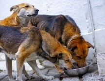 ¿Cómo proteger a los perros del gusano barrenador? UNSPLASH / A. ANDERSEN