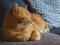 Sugerencias amigables con el medio ambiente para eliminar la pelusa de la ropa. PIXABAY