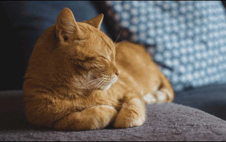 Sugerencias amigables con el medio ambiente para eliminar la pelusa de la ropa. /PIXABAY