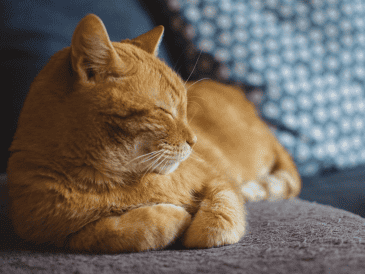 Sugerencias amigables con el medio ambiente para eliminar la pelusa de la ropa. /PIXABAY