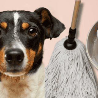 4 productos caseros para quitar el olor de orines de mi perro