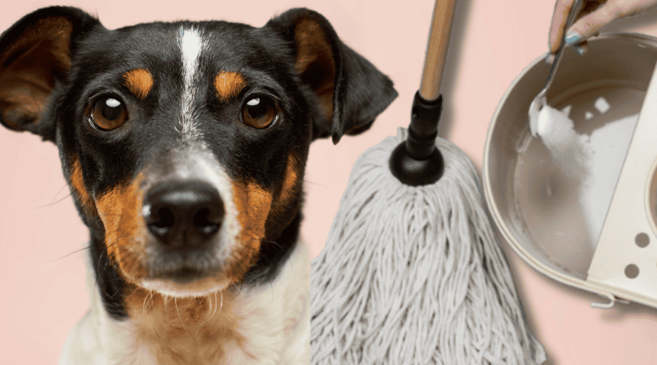 Para quitar el olor de orines de tu perro, solo basta con utilizar ingredientes que posiblemente tengas en tu hogar. UNSPLASH /  S. REFILLABLE CLEANING / UNSPLASH / VICTOR G