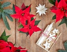 Descubre en dónde comprar Nochebuenas en la Ciudad de México. UNSPLASH / C. COWELL