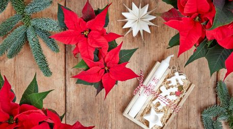 Descubre en dónde comprar Nochebuenas en la Ciudad de México. UNSPLASH / C. COWELL