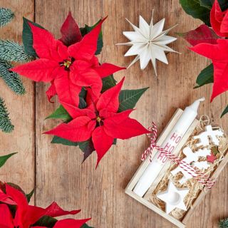 Dónde comprar Nochebuenas baratas en CDMX este diciembre 2025