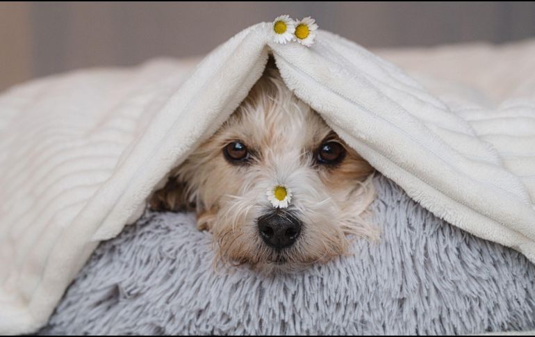 Durante el invierno, los perros también pueden sufrir hipotermia, por lo que es vital identificar las señales de advertencia. CANVA