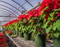 Mercados y viveros locales, la mejor opción para adquirir la flor emblemática de la Navidad.