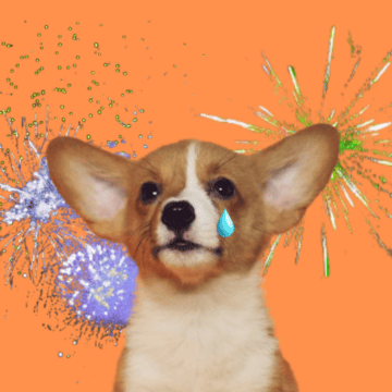 Son diversos los efectos negativos que la pirotecnia puede provocar en las mascotas, especialmente a los perros. UNSPLASH / A. NEE / UNSPLASH / P. MYRTORP / UNSPLASH / B. SOYKA