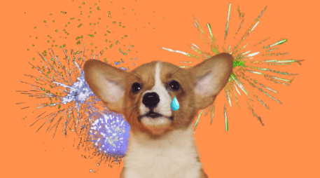 Son diversos los efectos negativos que la pirotecnia puede provocar en las mascotas, especialmente a los perros. UNSPLASH / A. NEE / UNSPLASH / P. MYRTORP / UNSPLASH / B. SOYKA