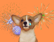 Son diversos los efectos negativos que la pirotecnia puede provocar en las mascotas, especialmente a los perros. UNSPLASH / A. NEE / UNSPLASH / P. MYRTORP / UNSPLASH / B. SOYKA