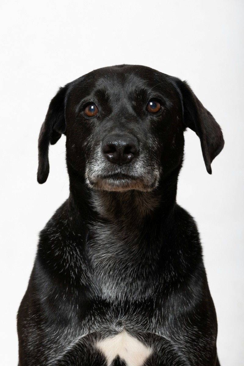 Los especialistas recomiendan diversas estrategias para disminuir el impacto emocional de las mascotas cuando perciben la pirotecnia.  UNSPLASH / WOOOF WOOF 