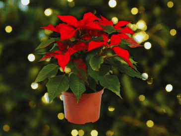 Hoy, la nochebuena es una de las flores ornamentales más comercializadas en el mundo. ESPECIAL / CANVA