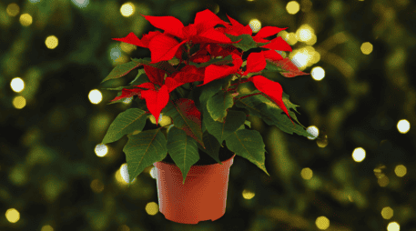 Hoy, la nochebuena es una de las flores ornamentales más comercializadas en el mundo. ESPECIAL / CANVA