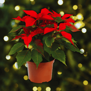 ¿Cómo la flor de nochebuena se hizo mundialmente famosa?