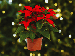 Hoy, la nochebuena es una de las flores ornamentales más comercializadas en el mundo. ESPECIAL / CANVA