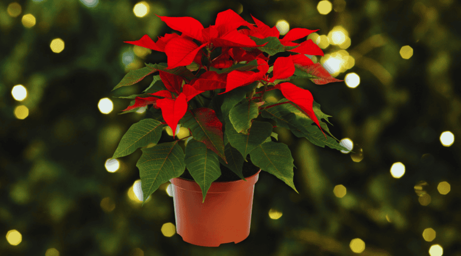 Hoy, la nochebuena es una de las flores ornamentales más comercializadas en el mundo. ESPECIAL / CANVA