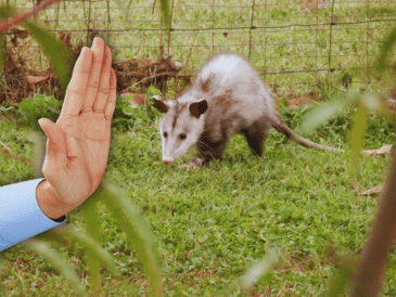 Es indispensable preservar la fauna silvestre, con la participación de población, autoridades y organizaciones. ESPECIAL / CANVA