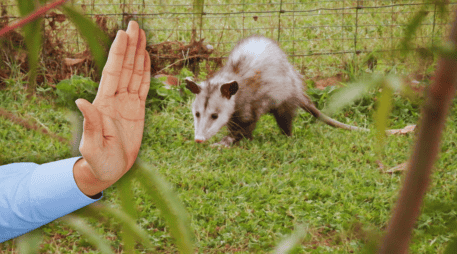 Es indispensable preservar la fauna silvestre, con la participación de población, autoridades y organizaciones. ESPECIAL / CANVA