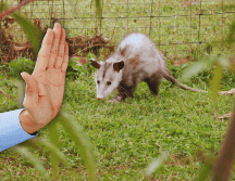 Es indispensable preservar la fauna silvestre, con la participación de población, autoridades y organizaciones. ESPECIAL / CANVA