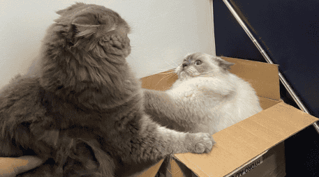 Su atracción por ellas es una combinación de instinto, comodidad y necesidad de controlar su entorno. CANVA