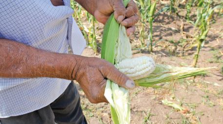 La ventanilla para registrarse en Jalisco estará abierta hasta el 31 de diciembre. SUN / ARCHIVO