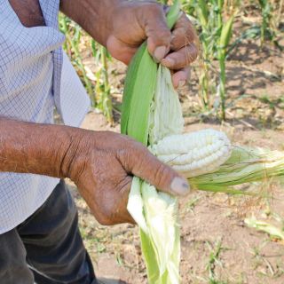 Hasta 20 mil productores de maíz serán beneficiados con apoyo estatal en Jalisco