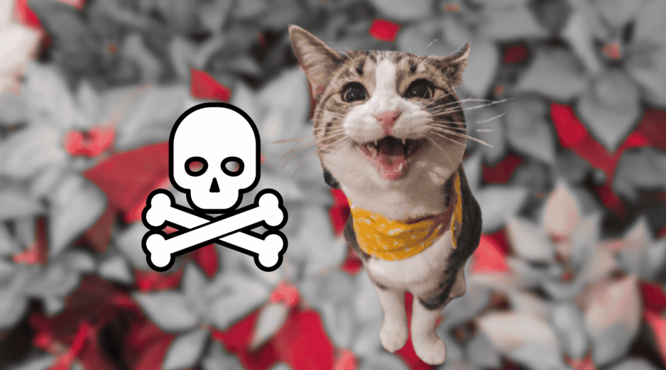 Si tu gato presenta daños por comer alguna flor es importante llevarlo al veterinario. UNSPLASH / J. PARK / SUN / ARCHIVO