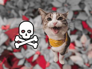 Si tu gato presenta daños por comer alguna flor es importante llevarlo al veterinario. UNSPLASH / J. PARK / SUN / ARCHIVO