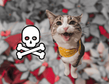 Si tu gato presenta daños por comer alguna flor es importante llevarlo al veterinario. UNSPLASH / J. PARK / SUN / ARCHIVO
