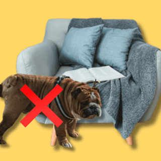 Cómo lograr que tu perro ya no orine en casa de manera FÁCIL