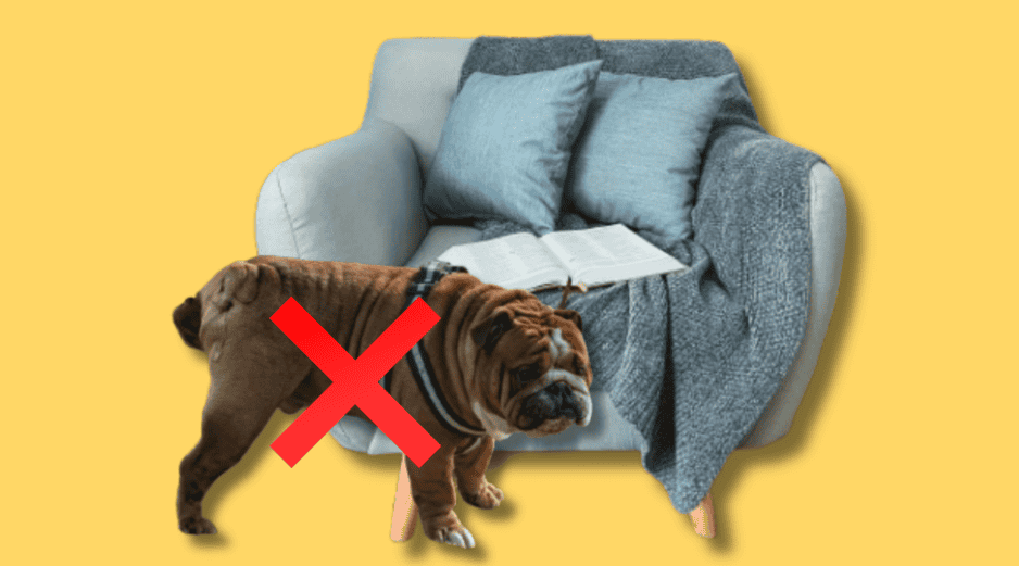 Para enseñar a tu perro a orinar en el lugar adecuado necesitarás de paciencia, dedicación y respeto para él. UNSPLASH  / S. ARTEAGA / UNSPLASH / M. CORONA