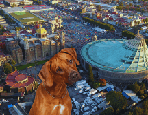 En la peregrinación del 12 de diciembre es común ver a personas caminar con sus mascotas, pero también a animales que quedan sin dueño o que son abandonados. ESPECIAL / CANVA