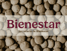 La directora general de Alimentación para el Bienestar destacó que el miércoles se recogerían las primeras 30 toneladas de lentejas. ESPECIAL/Canva
