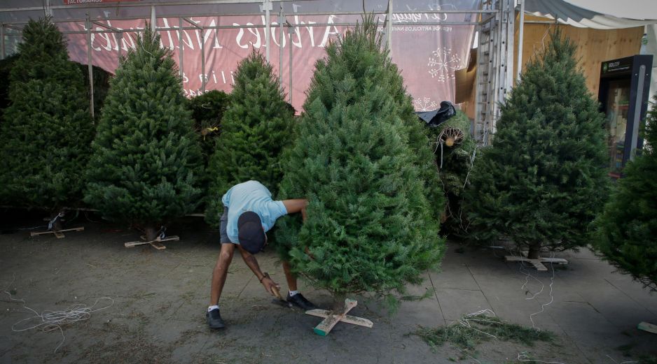 Esto cuesta un árbol de Navidad natural en GDL. EL INFORMADOR / ARCHIVO