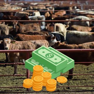 México pierde millones de dólares por cierre de la frontera al ganado