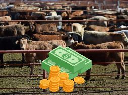 El cierre, vigente hace 13 meses, mantiene frenados los envíos desde estados exportadores. SUN / ARCHIVO