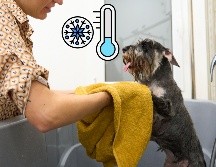 Durante los meses fríos, el baño continúa siendo parte fundamental de la higiene del perro. ESPECIAL / CANVA