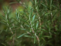 El romero posee propiedades antibacterianas y aromáticas. Unsplash