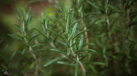 El romero posee propiedades antibacterianas y aromáticas. Unsplash