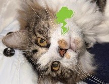 Esto puedes hacer si tu gato hace pipí fuera de su arenero para quitar el olor persistente. ESPECIAL