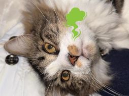 Esto puedes hacer si tu gato hace pipí fuera de su arenero para quitar el olor persistente. ESPECIAL