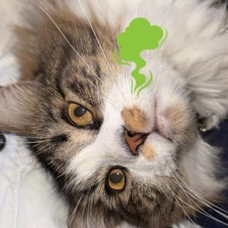 ¿Cómo eliminar el olor a orín de gato de tu hogar?