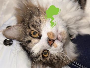 Esto puedes hacer si tu gato hace pipí fuera de su arenero para quitar el olor persistente. ESPECIAL