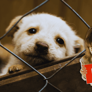 CDMX prohíbe la exhibición física de perros y gatos en venta