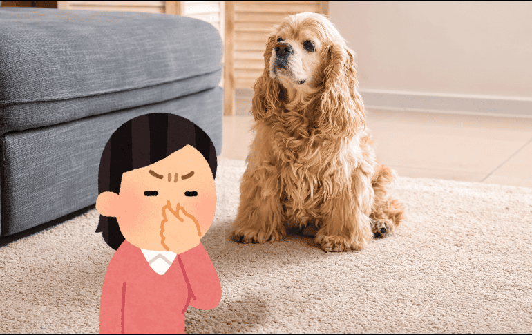 Los perros son unas de las mascotas en las que más cuidados se deben de tener al respecto. ESPECIAL / CANVA