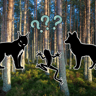 Este animal podría adaptar su dieta al cambio climático