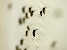 La región de la Península de Yucatán acumula cuatro contagios de chikungunya en lo que va del año. NTX/ARCHIVO