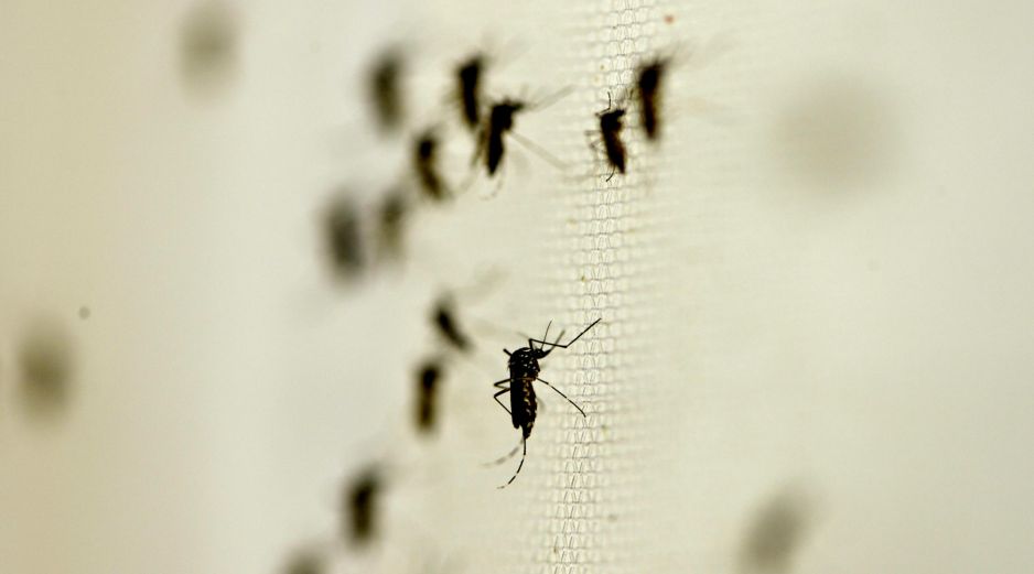 La región de la Península de Yucatán acumula cuatro contagios de chikungunya en lo que va del año. NTX/ARCHIVO