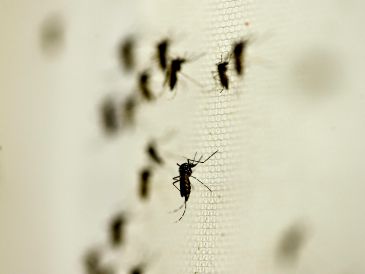 La región de la Península de Yucatán acumula cuatro contagios de chikungunya en lo que va del año. NTX/ARCHIVO