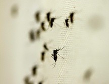 La región de la Península de Yucatán acumula cuatro contagios de chikungunya en lo que va del año. NTX/ARCHIVO